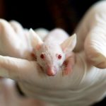 Close-up of a white mouse held by a gloved hand, symbolizing laboratory research and experimentation.