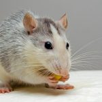 Adorable rat nibbling food, showcasing whiskers and fur detail.